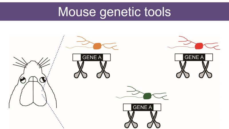 Mouse genetic tools